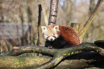 red panda in tree