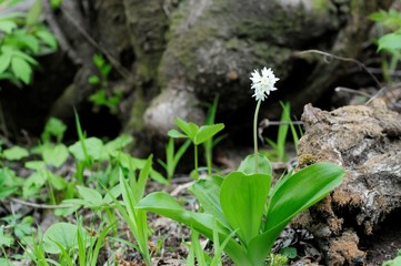 korea wild plants flower macro photograph