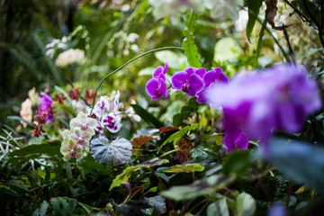 Purple White Orchid Flowers Park