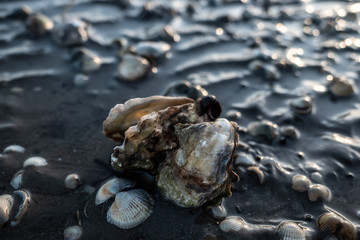 angespülte Auster am Strand in der Abendsonne