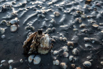 Auster im Wattenmeer bei Ebbe im Sand 