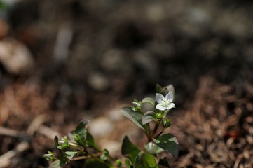 korea wild plants flower macro photograph