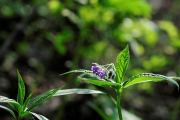 korea wild plants flower macro photograph
