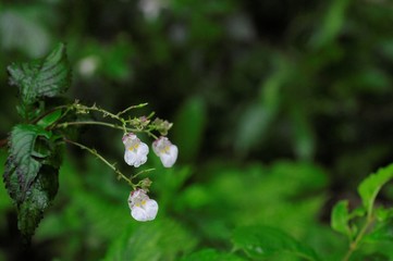 korea wild plants flower macro photograph