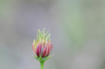 korea wild plants flower macro photograph