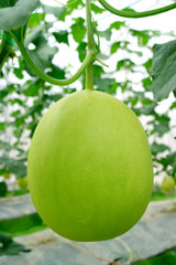 Vertical Image of a Honeydew Melon Growing on the Tree