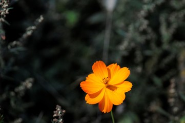 korea wild plants flower macro photograph