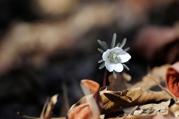 korea wild plants flower macro photograph