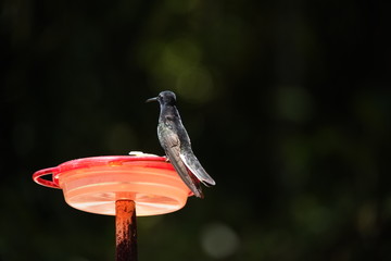 Black Jacobin Hummingbird