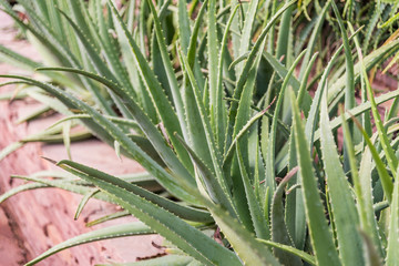 aloe vera plant leaves