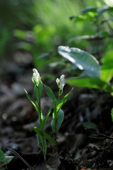 korea wild plants flower macro photograph