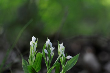 korea wild plants flower macro photograph