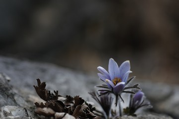 korea wild plants flower macro photograph