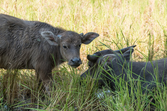 Asian water Buffalo with her kid in rice field