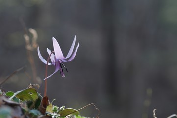 korea wild plants flower macro photograph