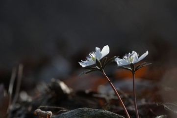 korea wild plants flower macro photograph