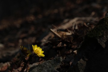 korea wild plants flower macro photograph