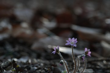korea wild plants flower macro photograph