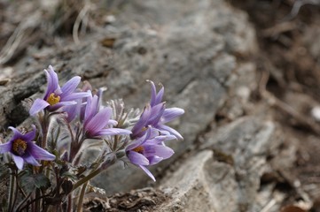 korea wild plants flower macro photograph