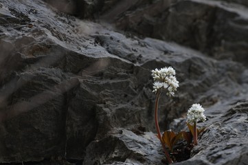 korea wild plants flower macro photograph