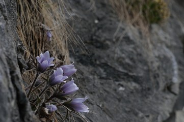 korea wild plants flower macro photograph