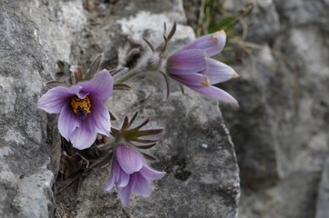korea wild plants flower macro photograph
