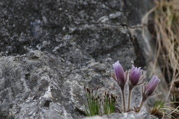 korea wild plants flower macro photograph