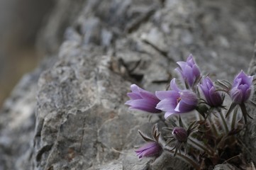 korea wild plants flower macro photograph