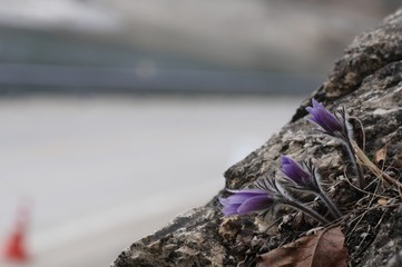 korea wild plants flower macro photograph