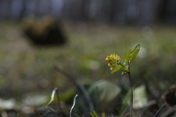 korea wild plants flower macro photograph