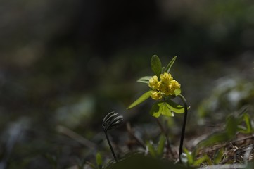 korea wild plants flower macro photograph
