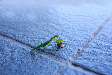 Green praying mantis