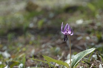 korea wild plants flower macro photograph
