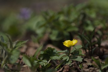 korea wild plants flower macro photograph