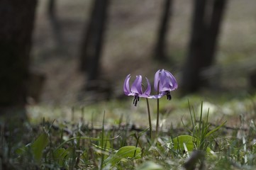 korea wild plants flower macro photograph