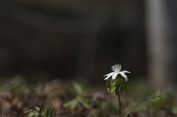 korea wild plants flower macro photograph