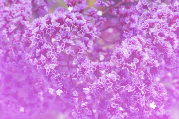 Close-up bloom Purple violet Flower with Copy space - Abstract Background  , Floral backdrop and beautiful detail
