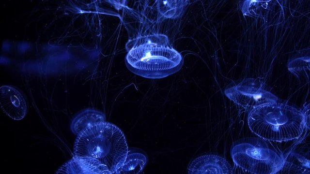 Jellyfish Crystal Jelly Aequorea Victoria Blue 