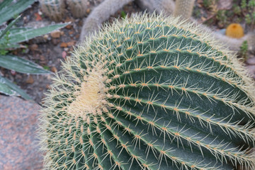 Round cactus with big needles. Its scientific name is Echinocactus Grusonii. The cactus garden is arranged with Echinocactus grusonii
