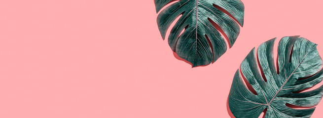 Tropical plant Monstera leaves overhead view flat lay © Tierney