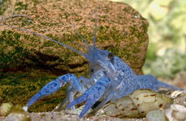 freshwater crayfish blueclaw in a freshwater aquarium