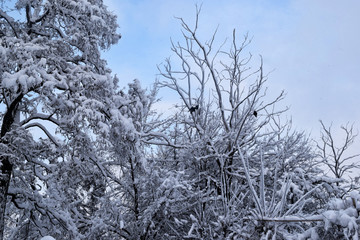 Beautiful Winter Landscape With Scenic Views Of Nature Trees