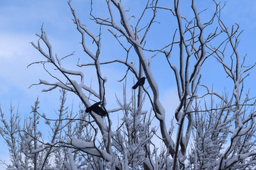Crows On Tree Branches. Black Birds On Branch