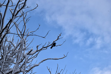 Crows On Tree Branches. Black Birds On Branch