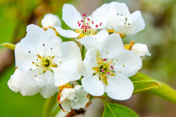 Fiori di pero in primavera in primo piano a Modena, Emilia Romagna, Italia