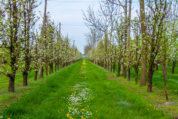 Un frutteto di pere in primavera a Modena, Emilia Romagna, Italia