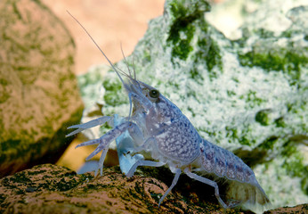 freshwater crayfish blueclaw in a freshwater aquarium
