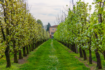 Un frutteto di pere in primavera a Modena, Emilia Romagna, Italia