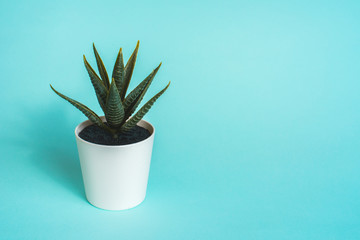 Green plant in a white pot on a blue background. Flower shop. Buying indoor plants.