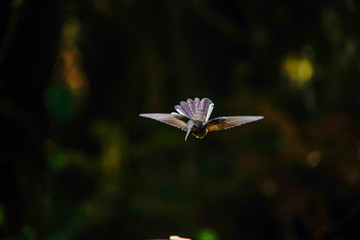Black Jacobin Hummingbird